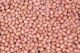 Pine Nut Kernel